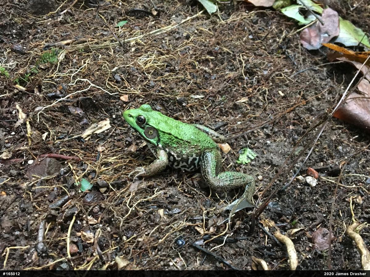 Green Frog