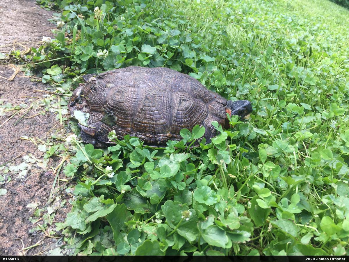 Wood Turtle