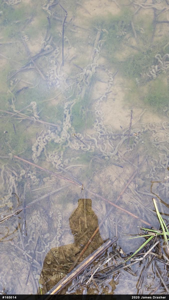 True Toads