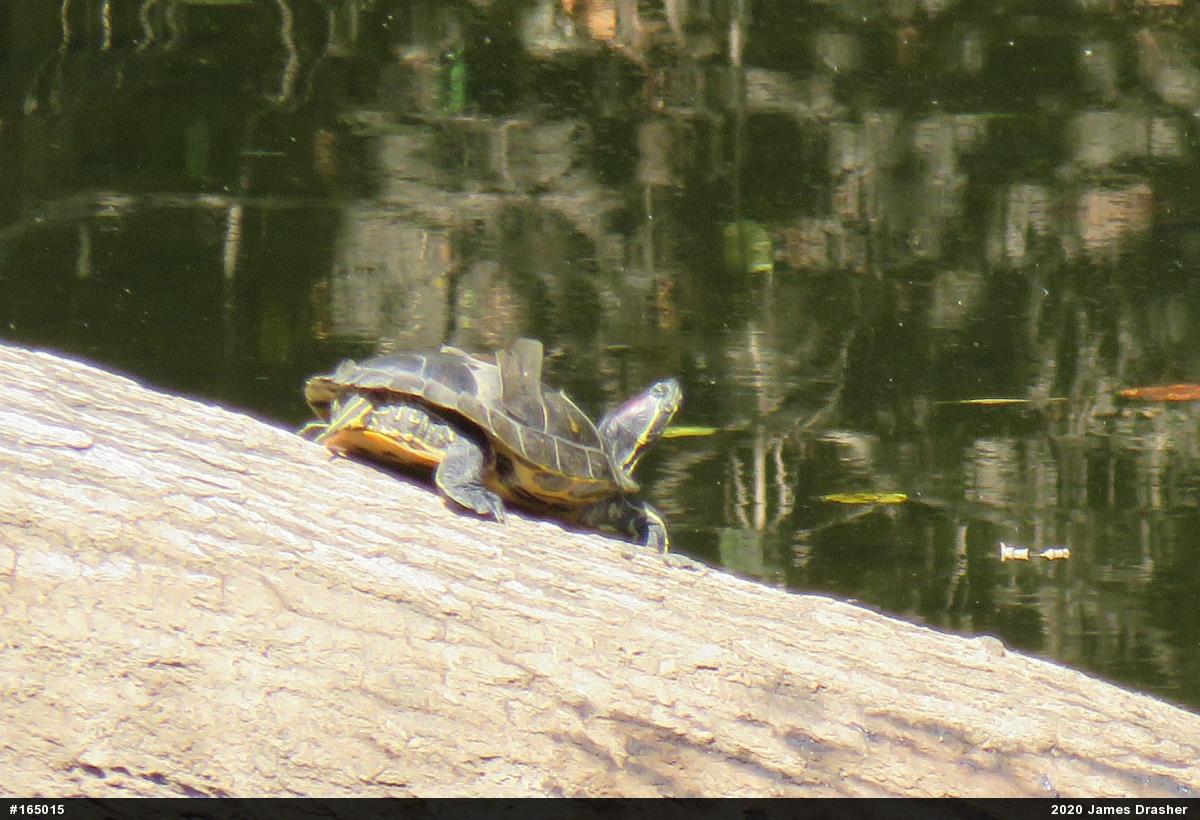 Red-eared Slider