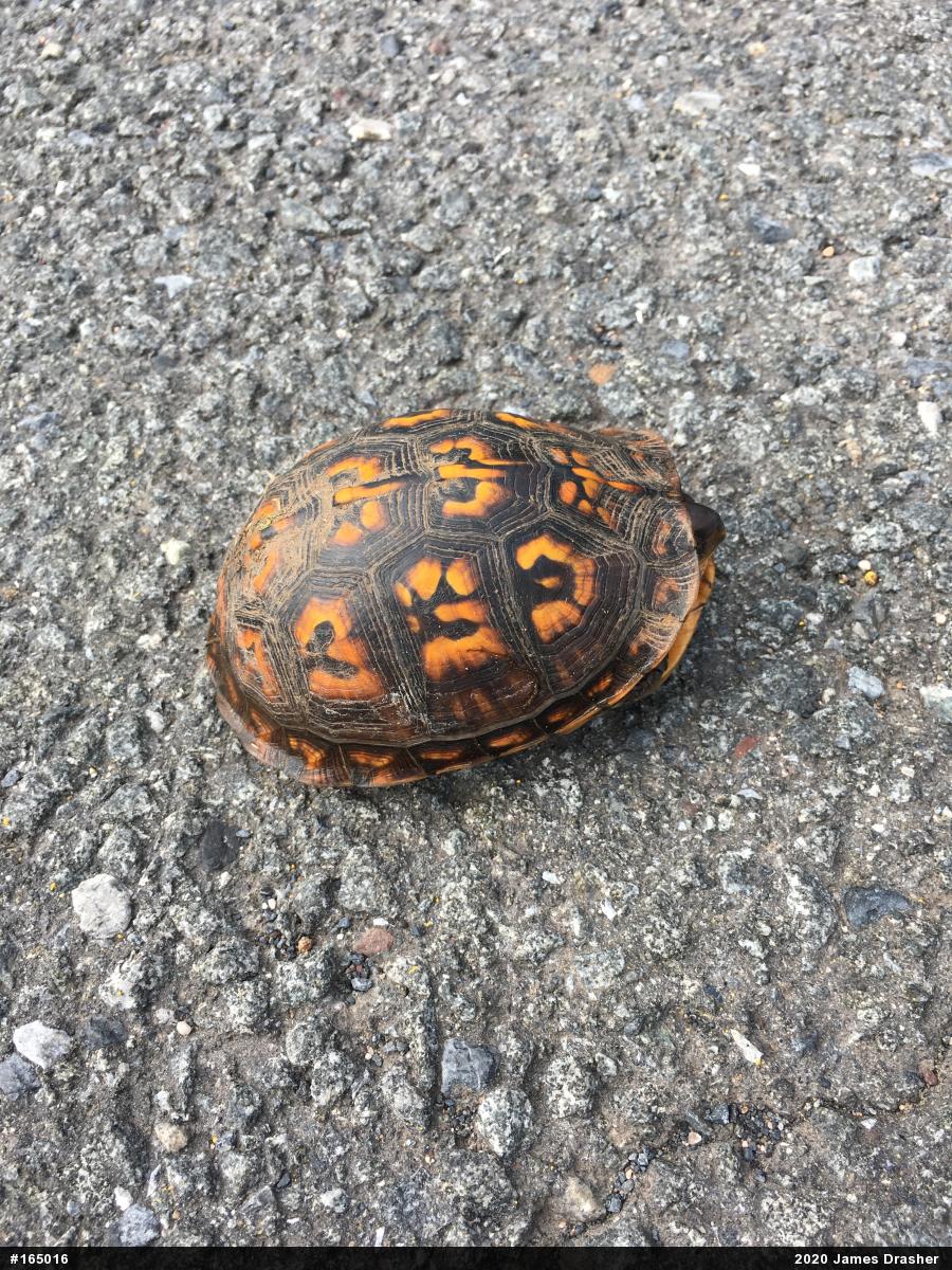 Eastern Box Turtle