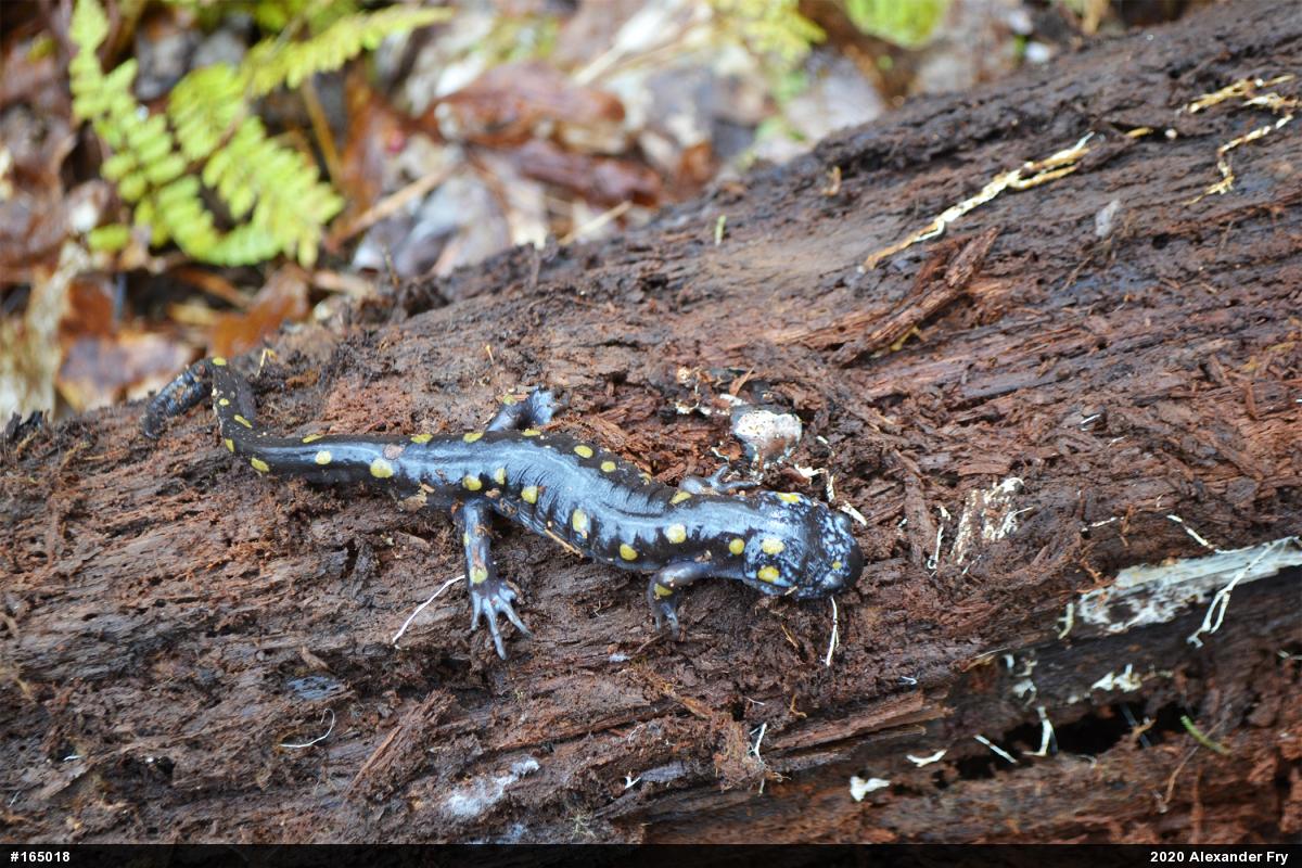 Spotted Salamander