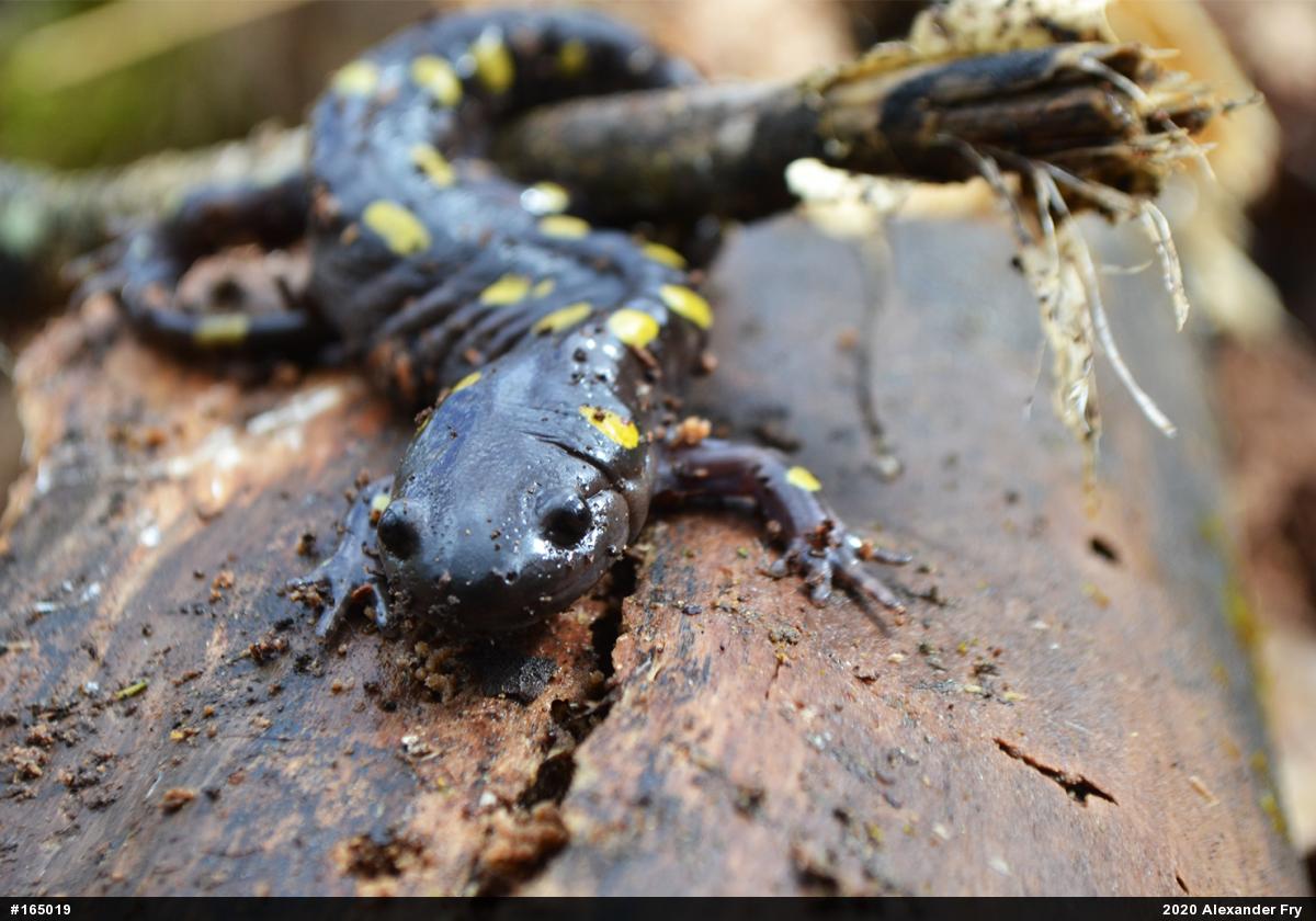 Spotted Salamander