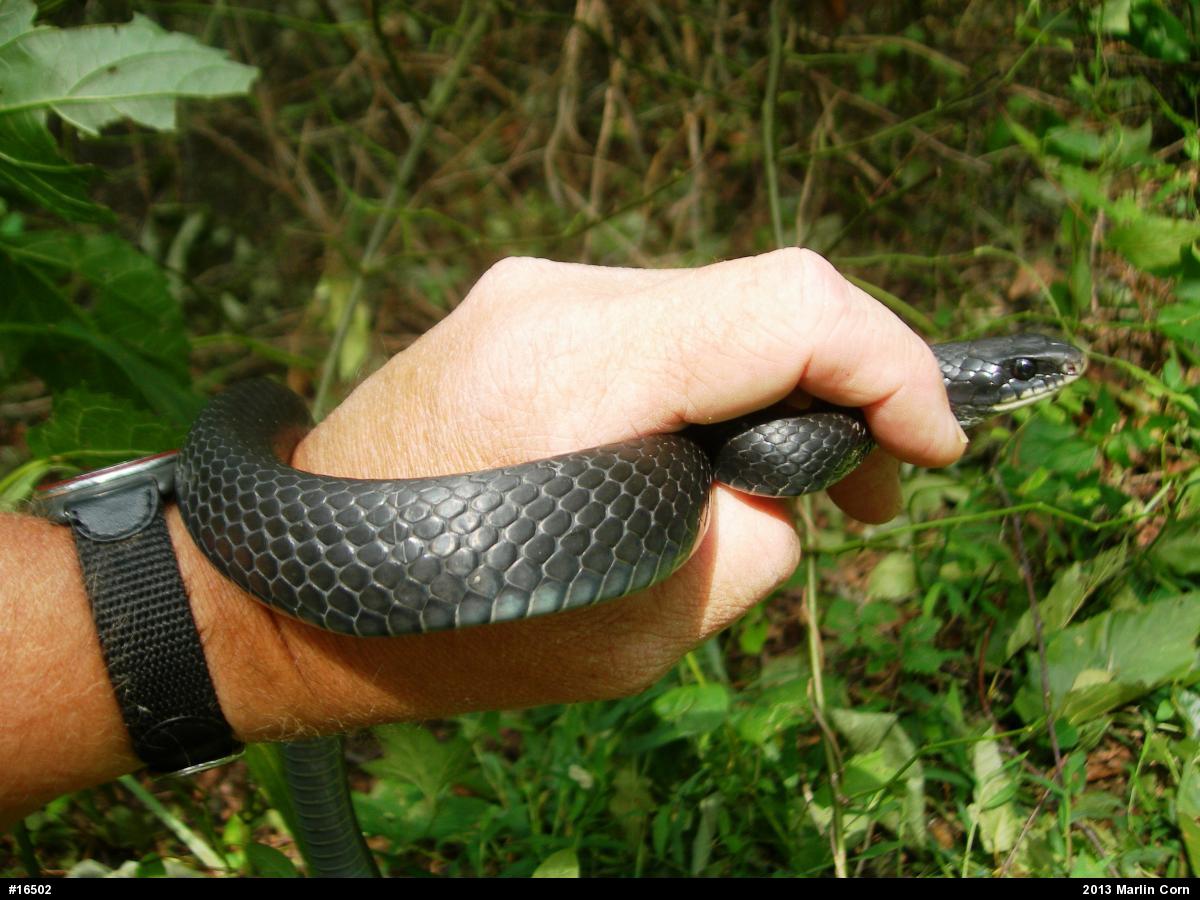 Northern Black Racer