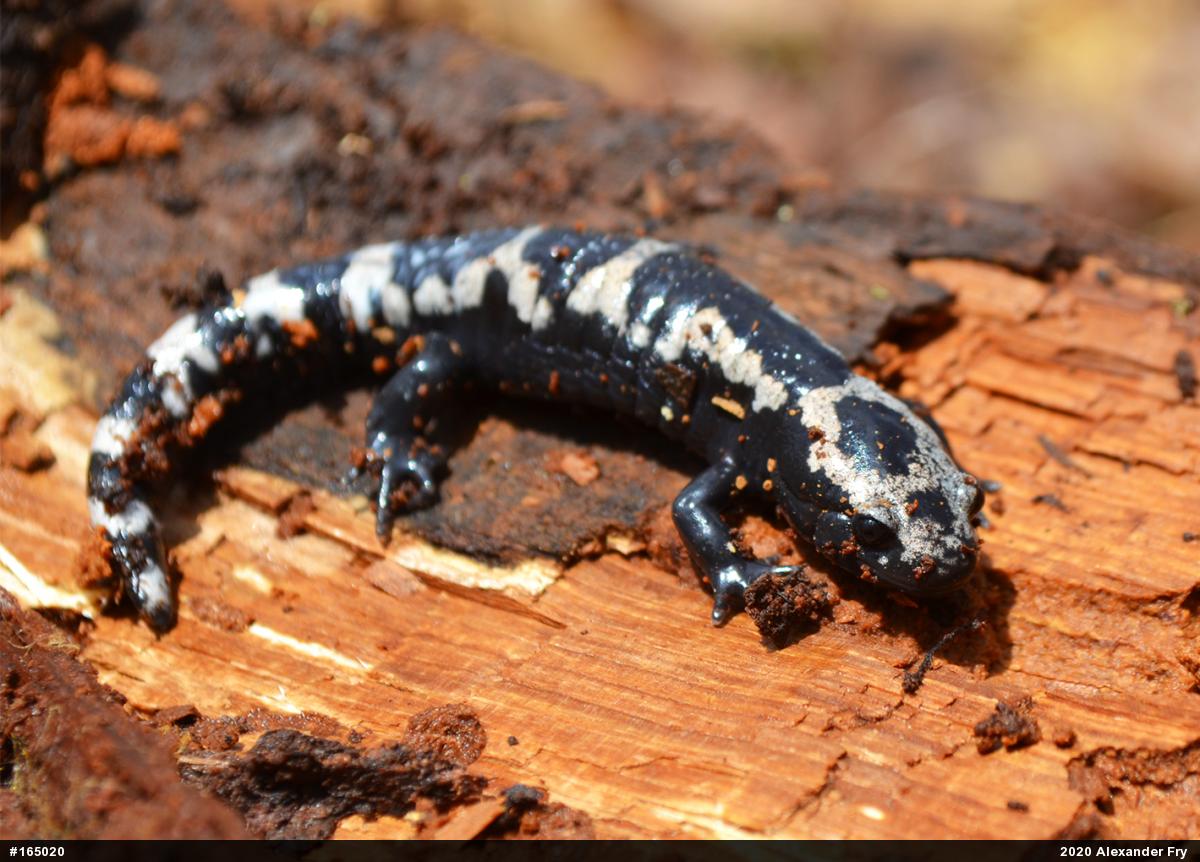 Marbled Salamander
