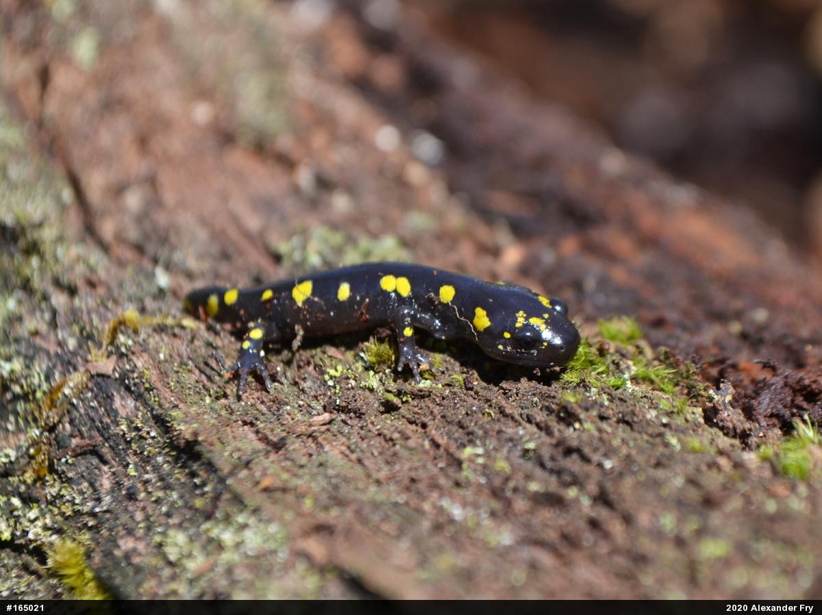 Spotted Salamander