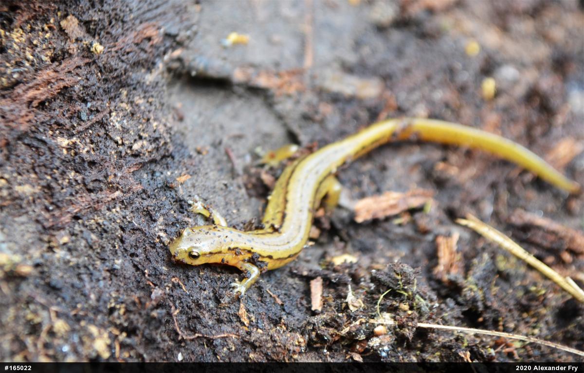 Northern Two-lined Salamander