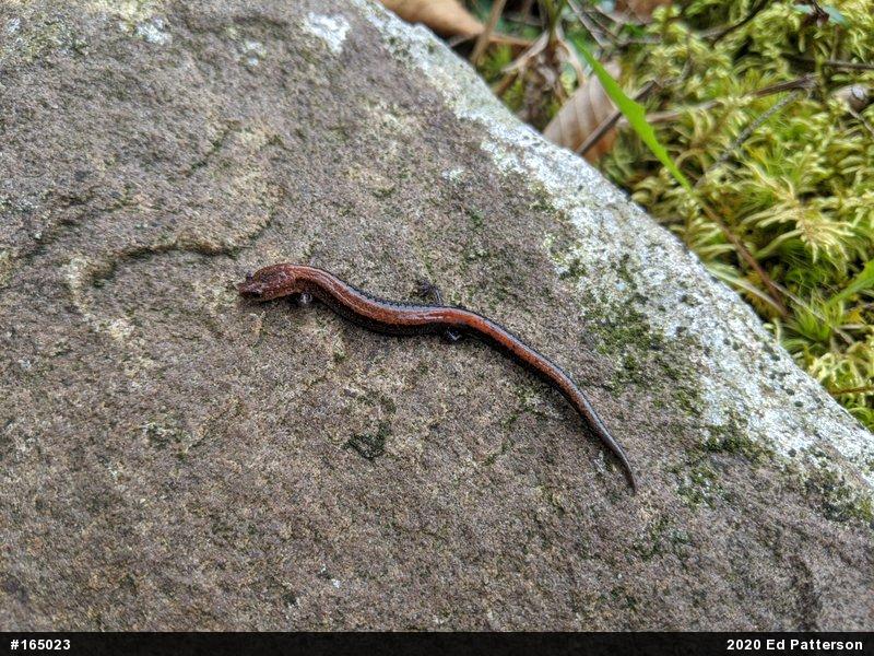 Eastern Red-backed  Salamander