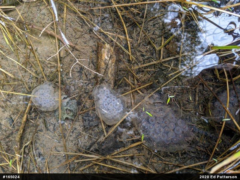 Spotted Salamander