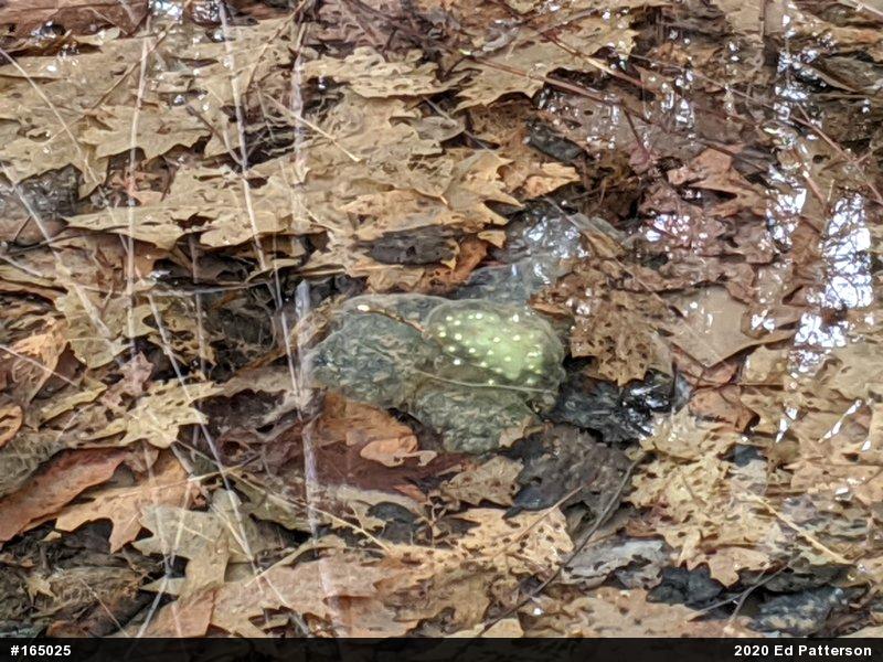 Spotted Salamander