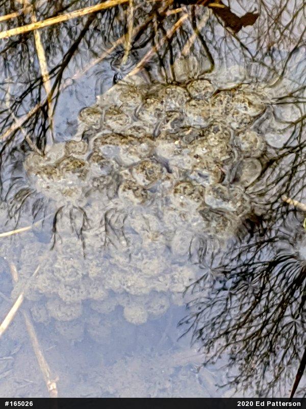 Wood Frog
