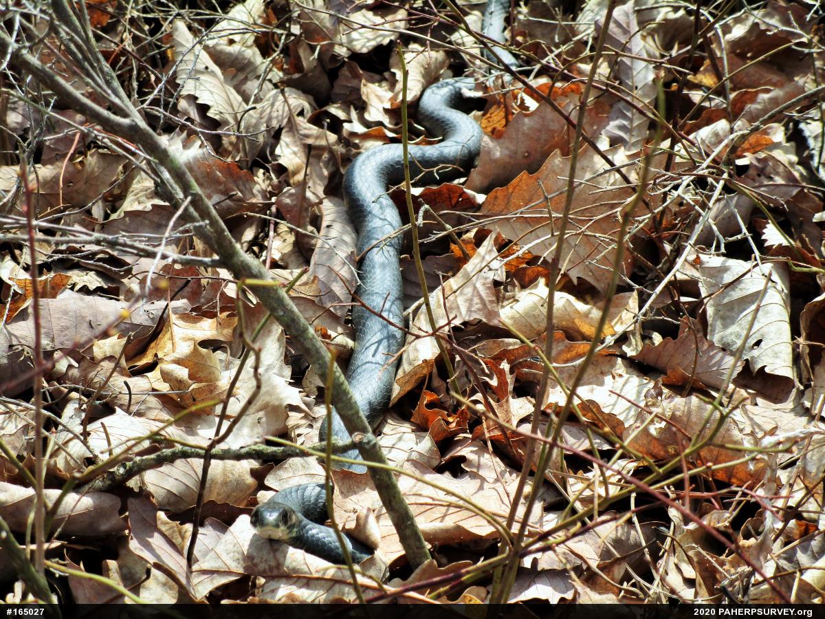 Northern Black Racer