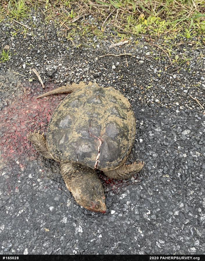 Snapping Turtle