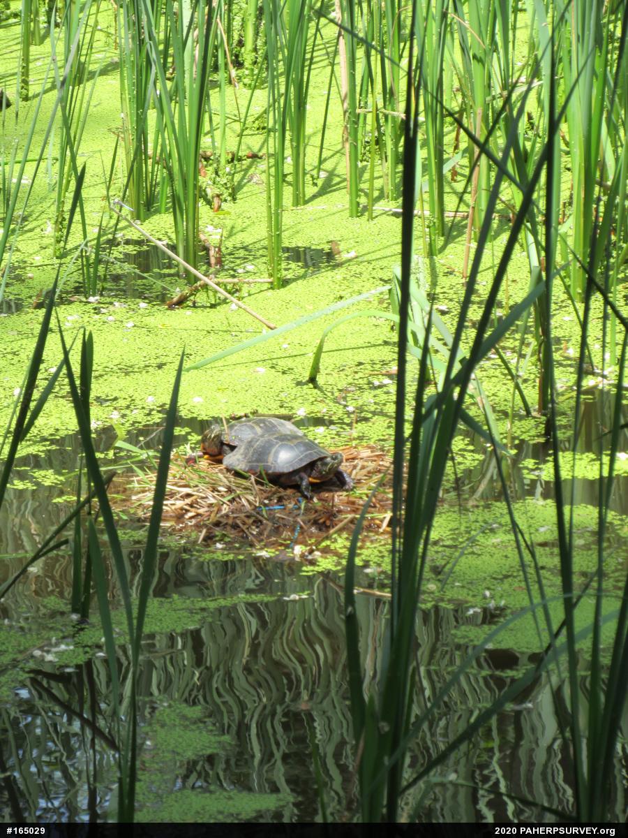 Painted Turtle