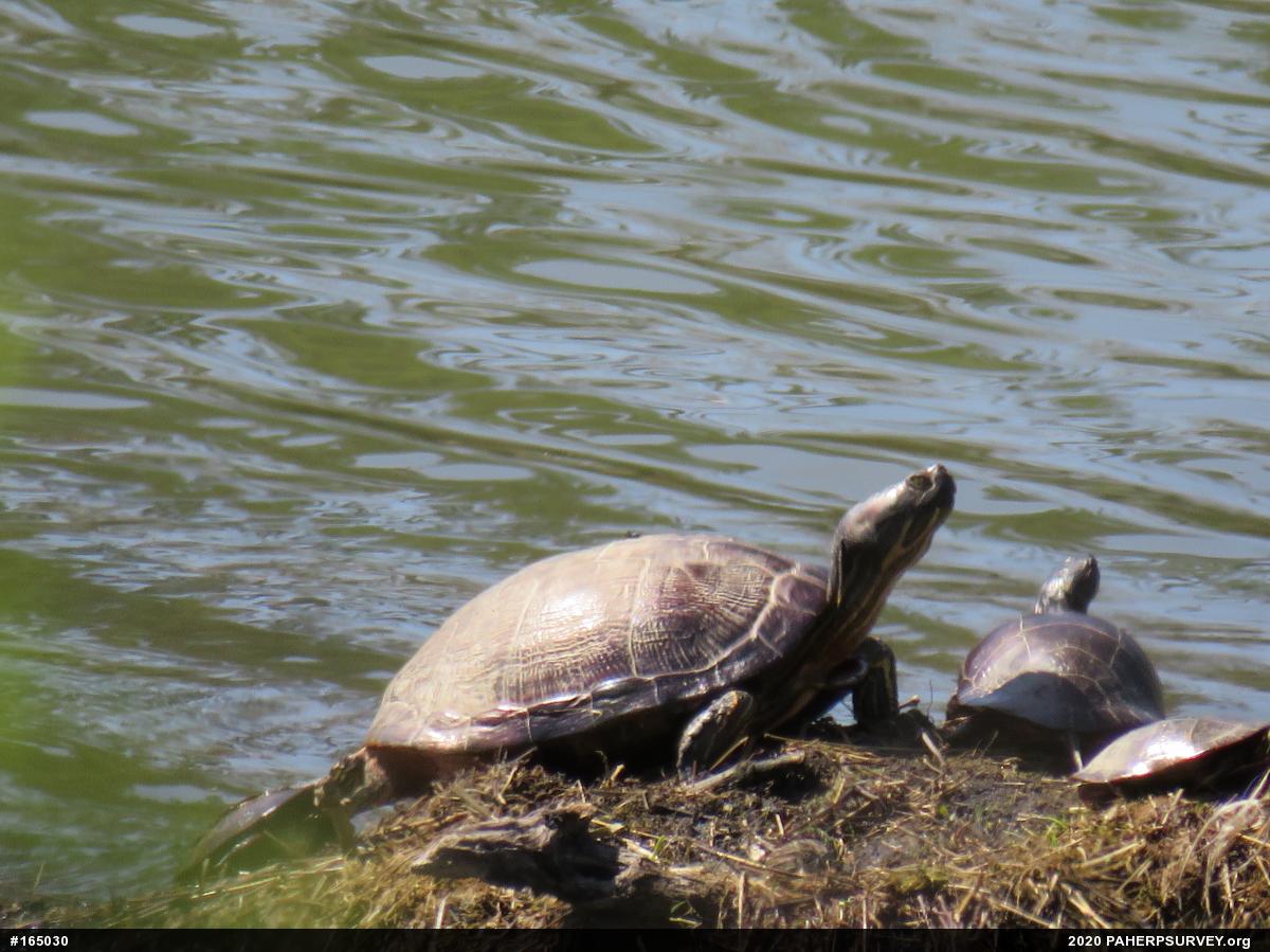 Red-eared Slider