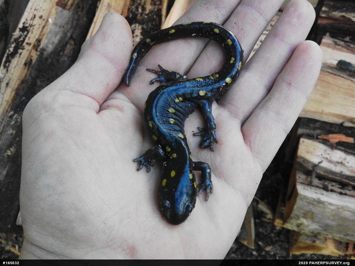 Spotted Salamander