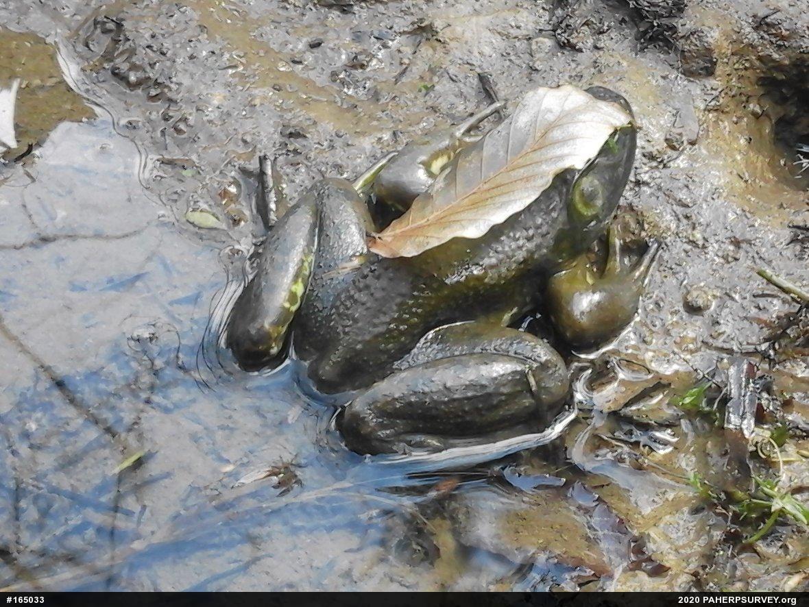 American Bullfrog