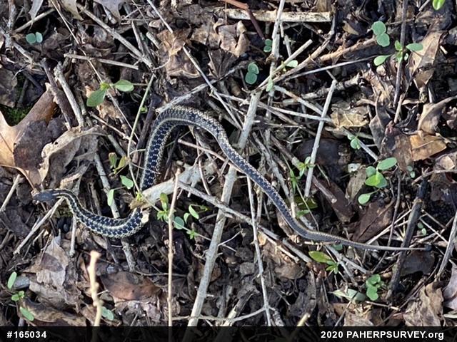 Eastern Gartersnake