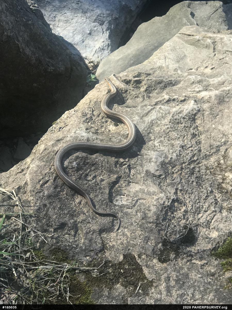 Shorthead Gartersnake