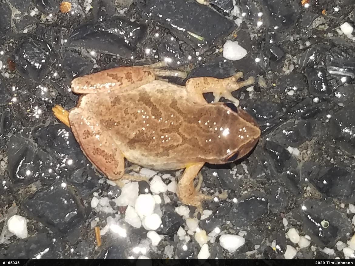 Spring Peeper