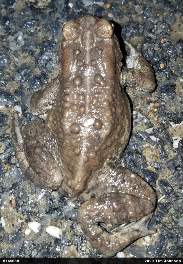 Eastern American Toad