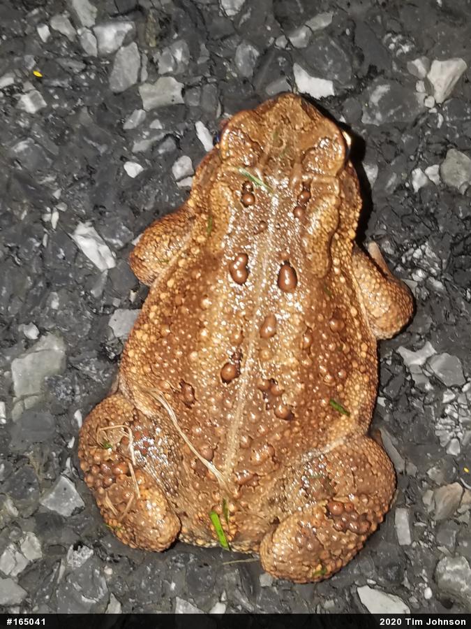 Eastern American Toad