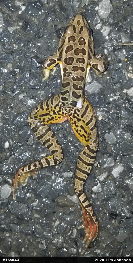 Pickerel Frog