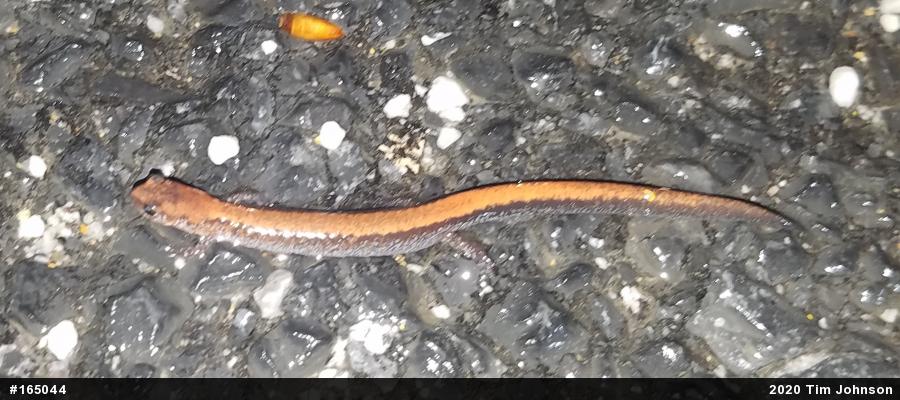 Eastern Red-backed  Salamander