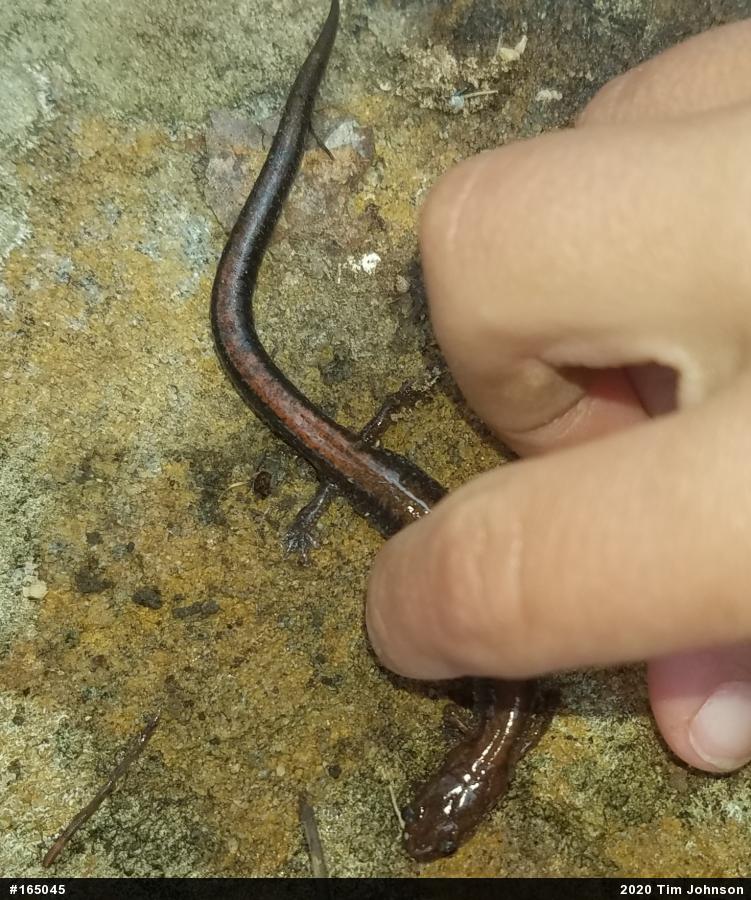 Eastern Red-backed  Salamander