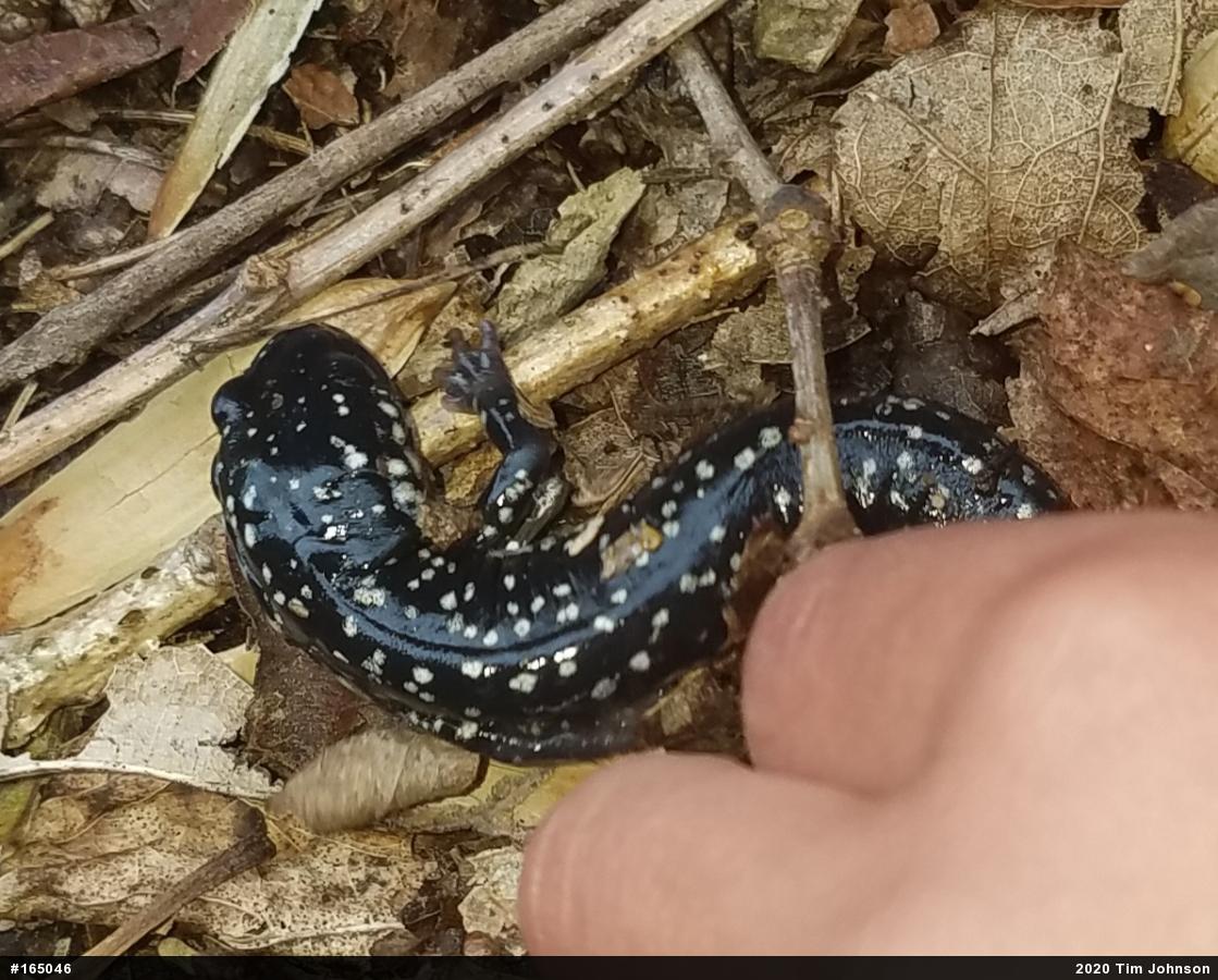 Northern Slimy Salamander