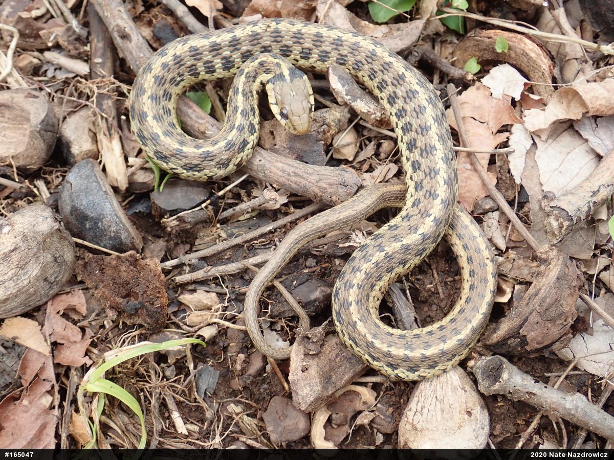 Eastern Gartersnake