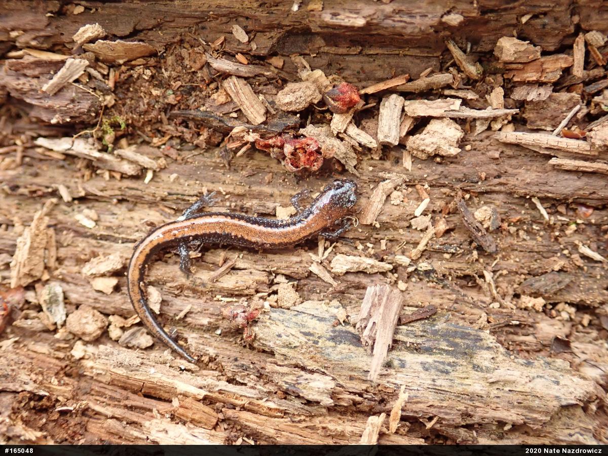 Eastern Red-backed  Salamander