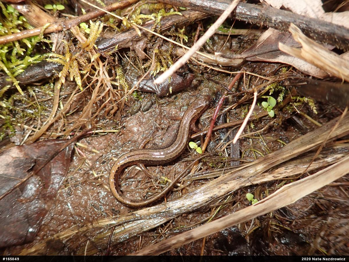Northern Two-lined Salamander