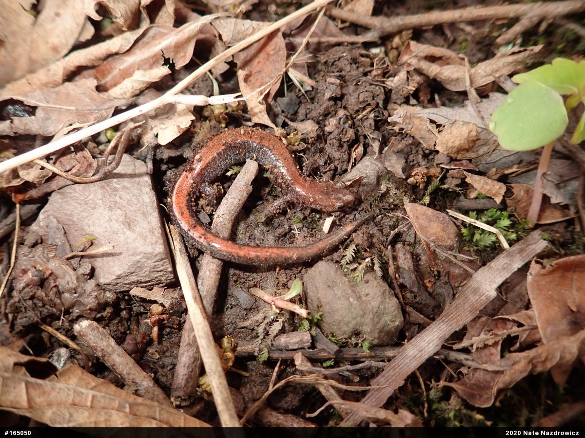 Eastern Red-backed  Salamander