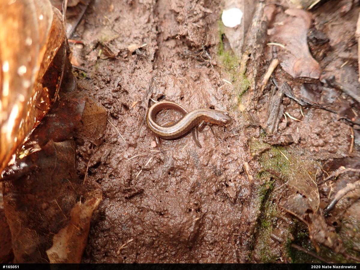 Northern Two-lined Salamander