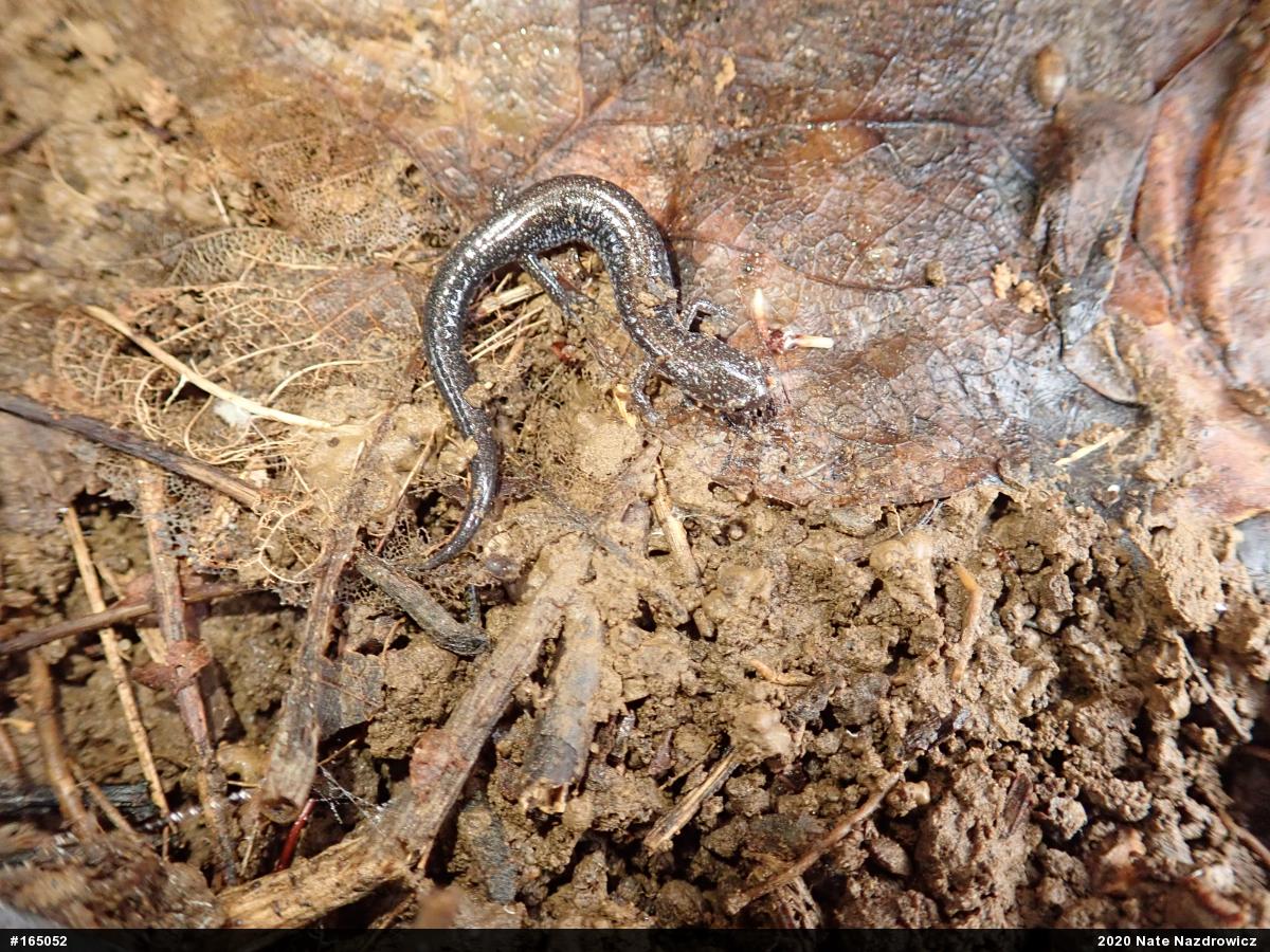 Eastern Red-backed  Salamander