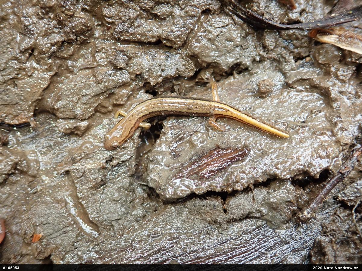 Northern Two-lined Salamander