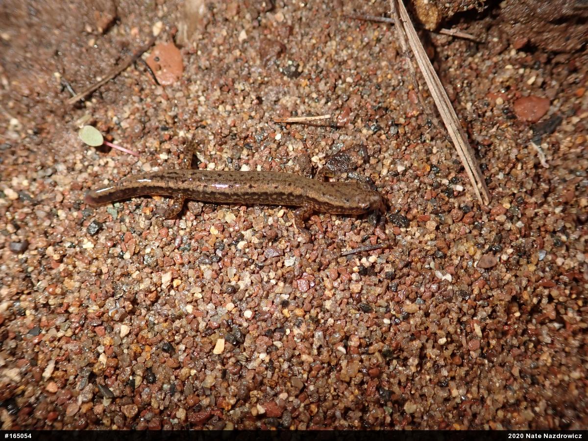 Northern Two-lined Salamander