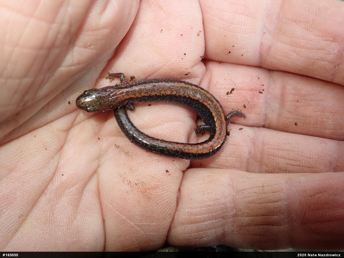Eastern Red-backed  Salamander