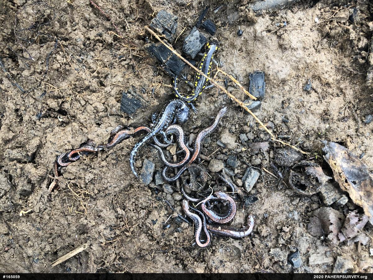 Eastern Red-backed  Salamander