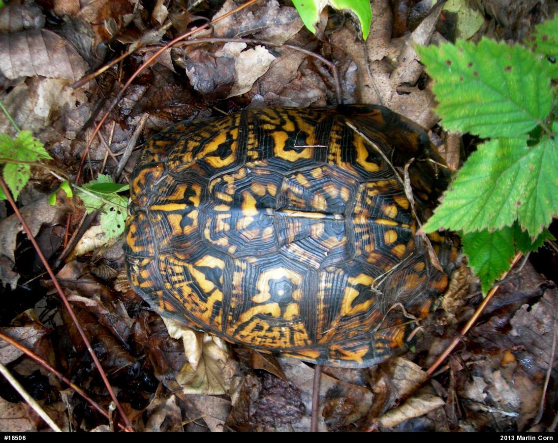 Eastern Box Turtle