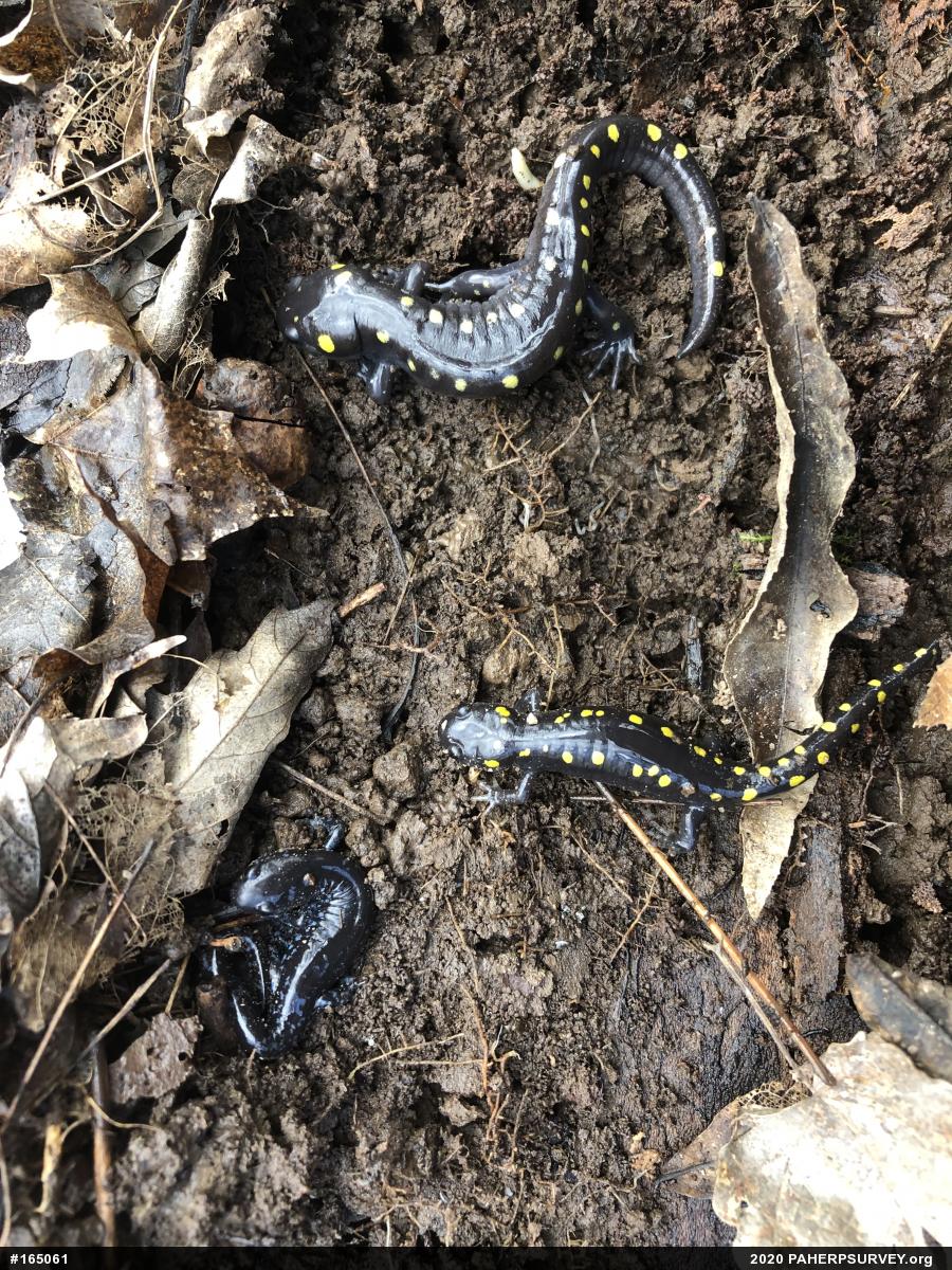 Spotted Salamander