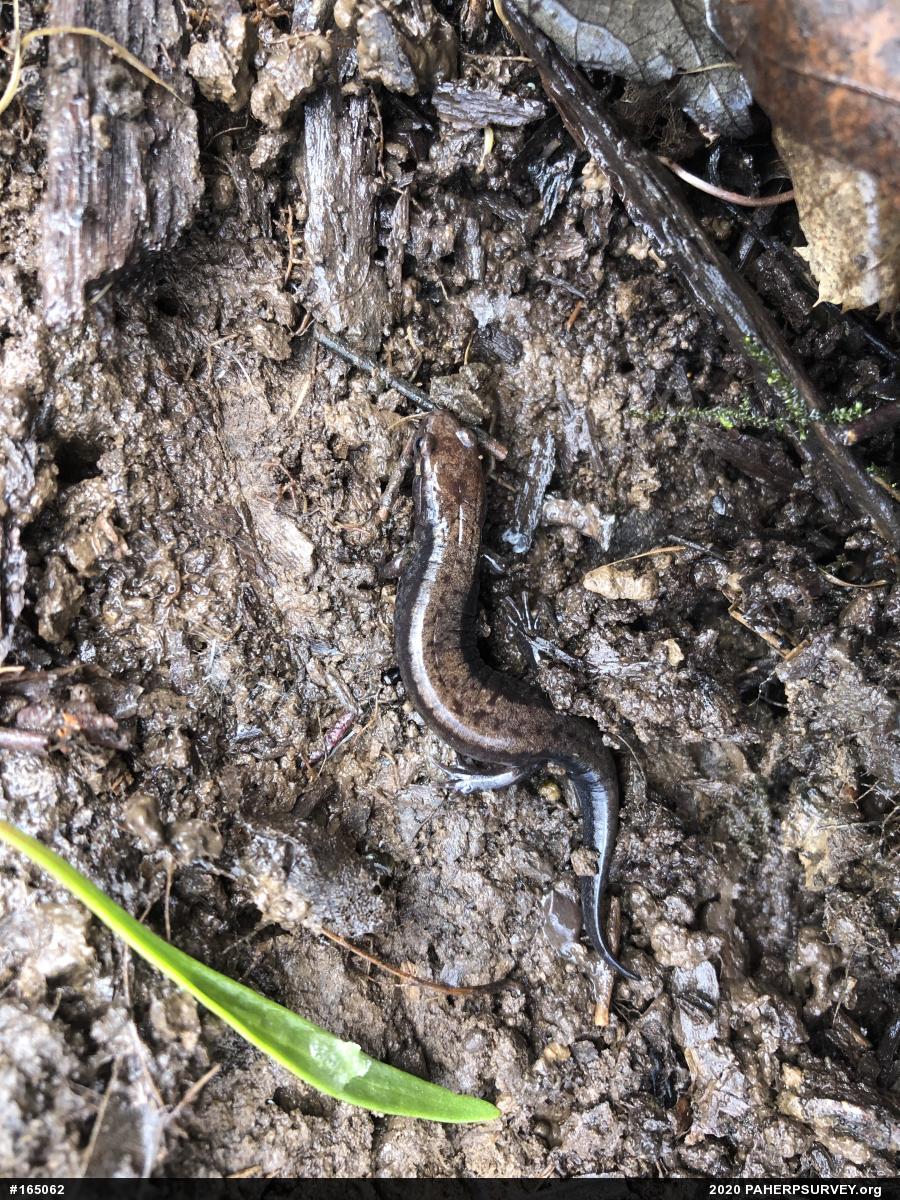 Allegheny Mountain Dusky Salamander