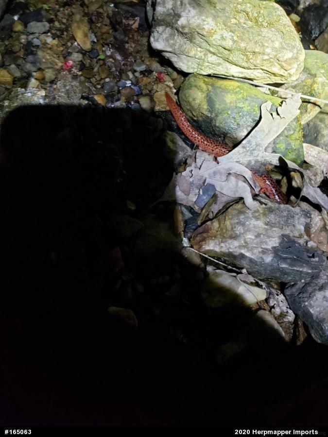 Northern Red Salamander
