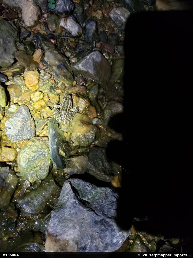 Pickerel Frog