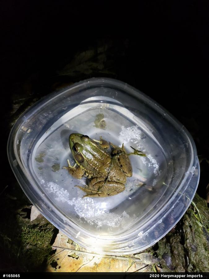 Green Frog