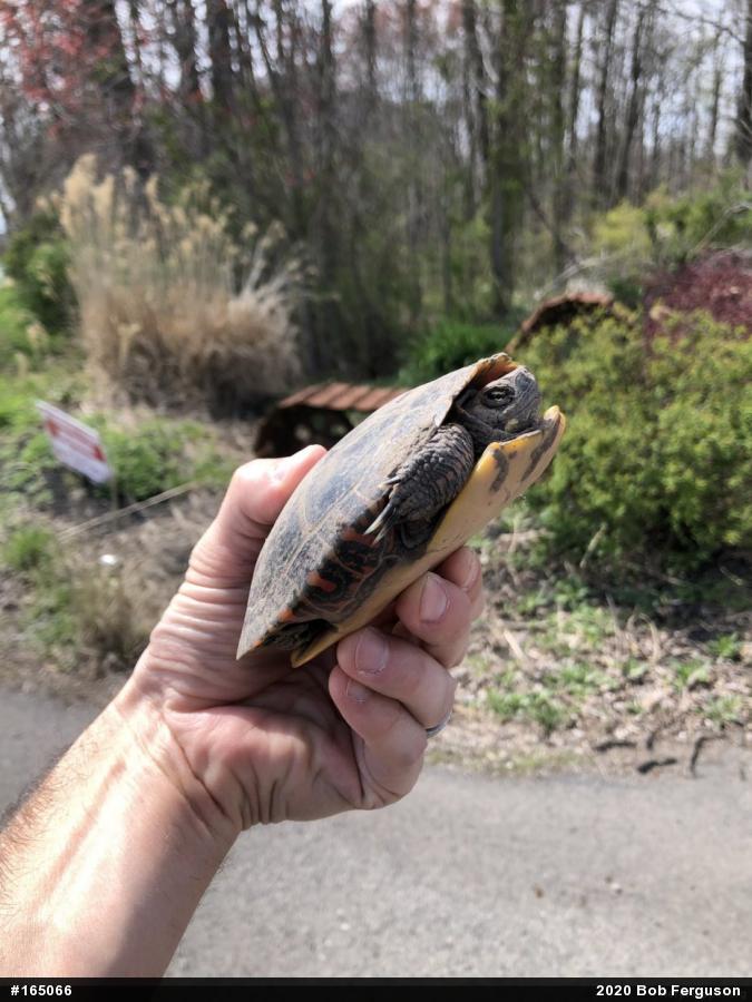 Eastern Painted Turtle