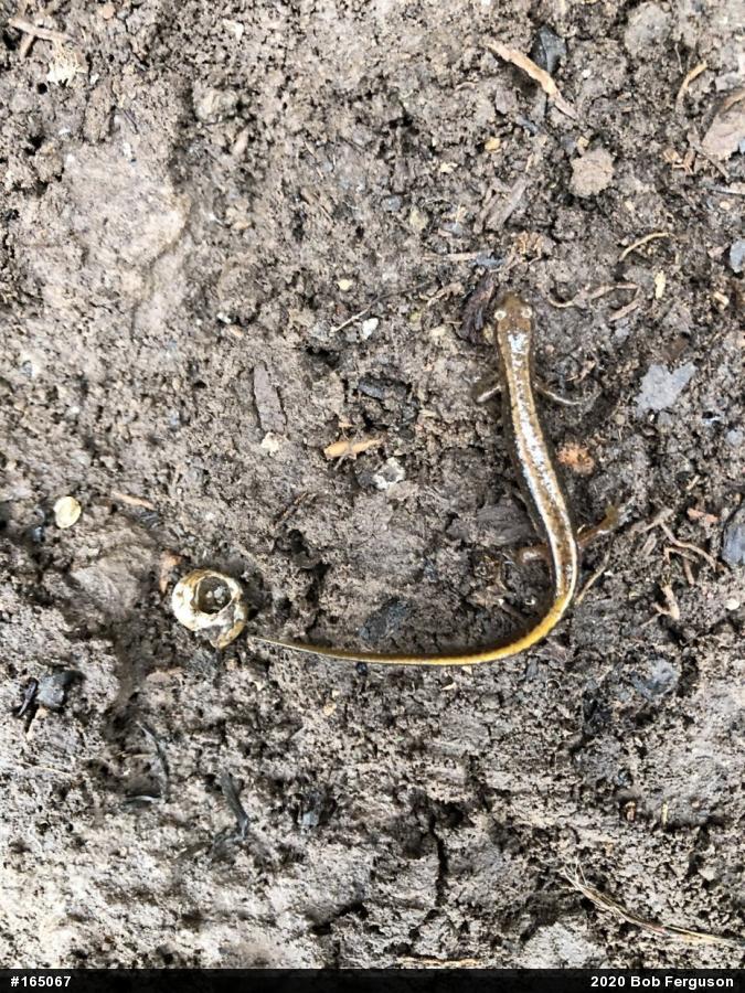 Northern Two-lined Salamander