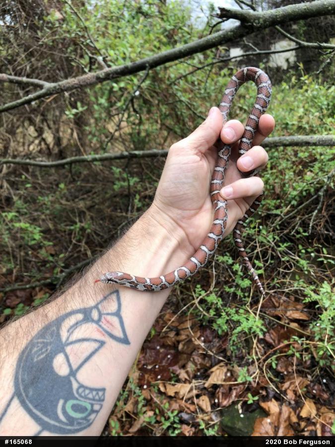 Eastern Milksnake