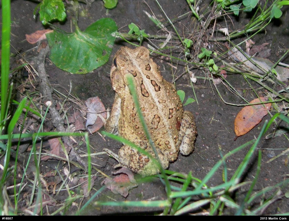 Eastern American Toad